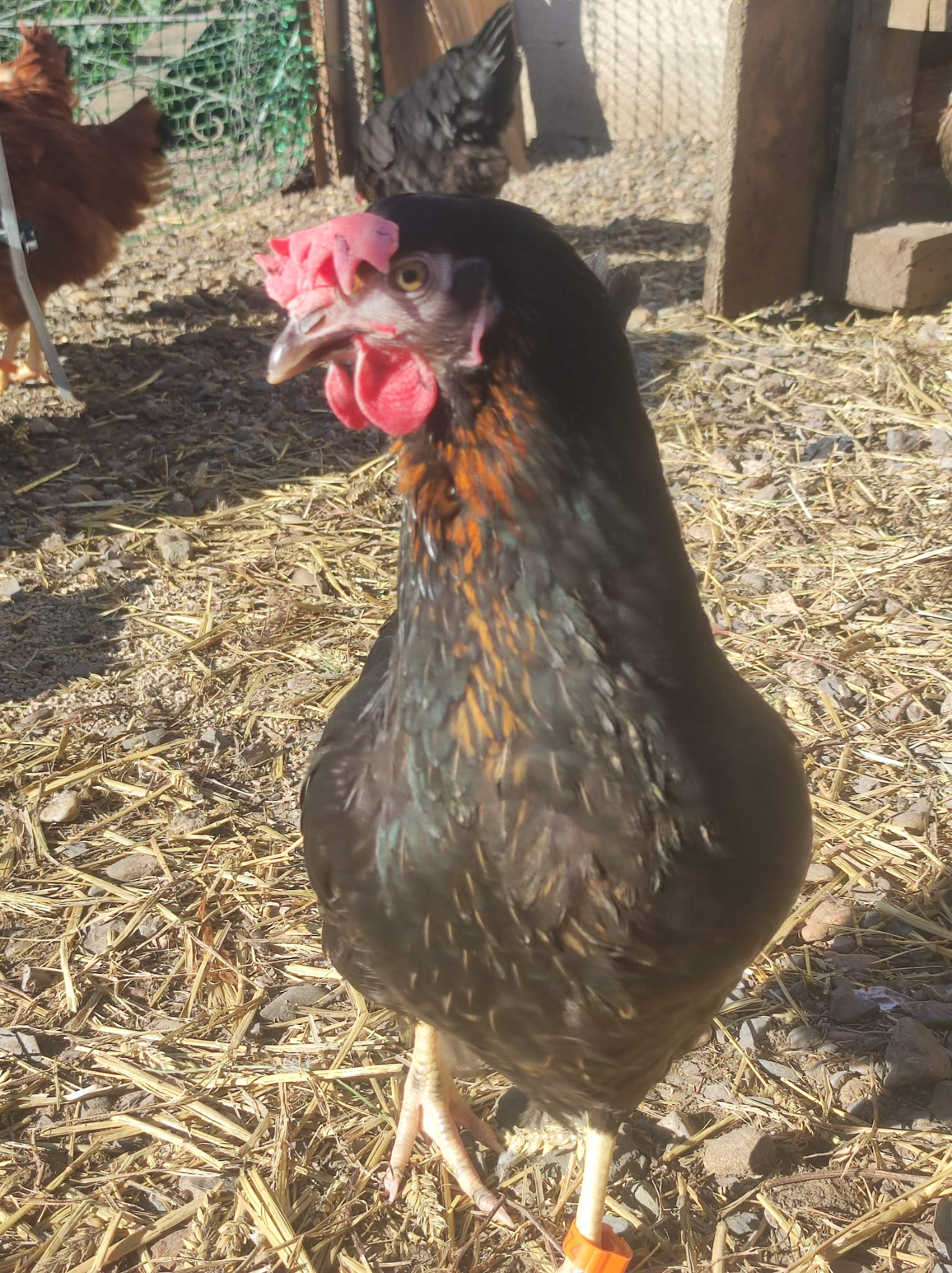 Nos poules